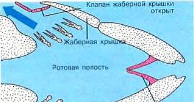 Дыхание рыб: без жабр не обойтись