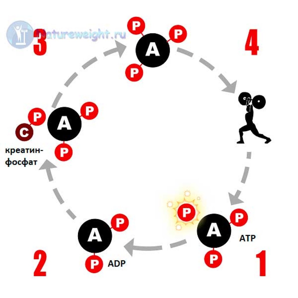 Креатин загрузка схема