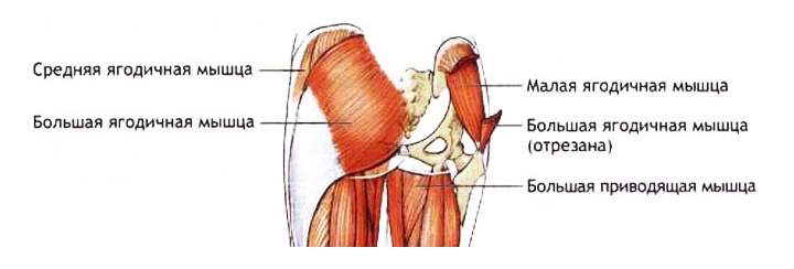 Мышца таза разгибающая бедро