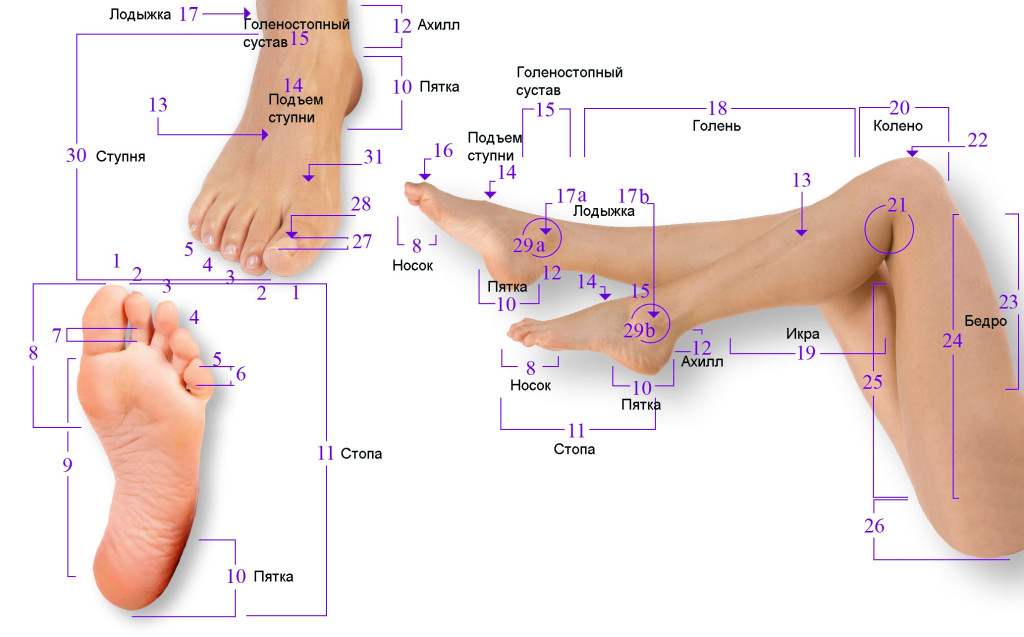 Схема стопы человека