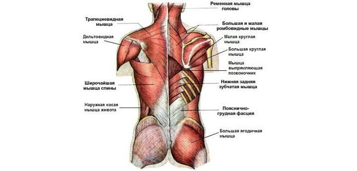 Нижняя задняя зубчатая мышца спины